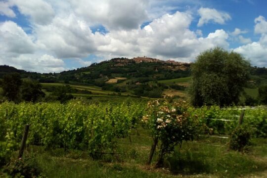 Wine and Cheese Tastings Southern Tuscany ShoreExcursion from Civitavecchia Port
