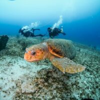 Scuba Diving