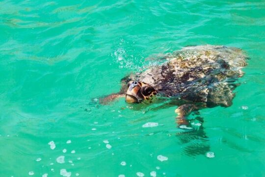 Eco Tour at Sian Kaan Biosphere! Round Transportation from Cancun