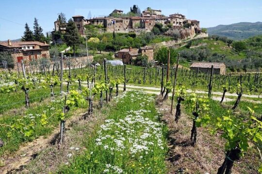 Tour of Chianti for small groups departing from Florence or surroundings