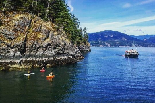 Morning Kayak & Seal Cruise