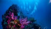 Fantastic wreck dive