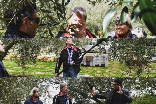 Olive Oil Experience