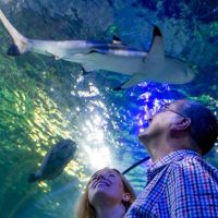 Sightseeing Tickets & Passes