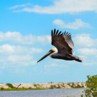 Cruises, Sailing & Water Tours