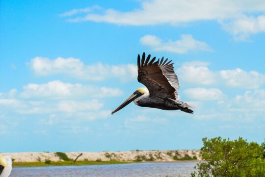 Nature tour by boat in the Natural Reserve in Río Lagartos
