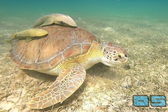 National Park Snorkeling Excursion