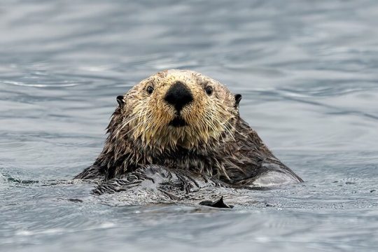 Sea Otter and Whale Watching Tour on Northern Vancouver Island