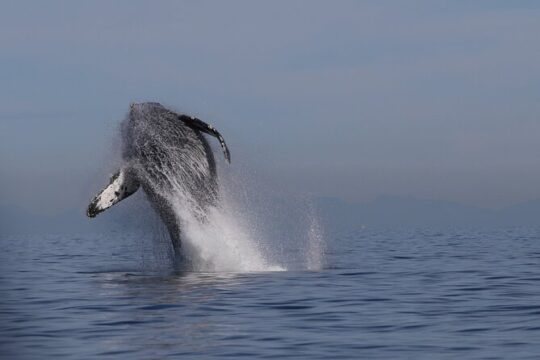 Whale Watching Adventure from Vancouver BC