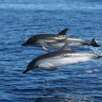 Swim with Dolphins