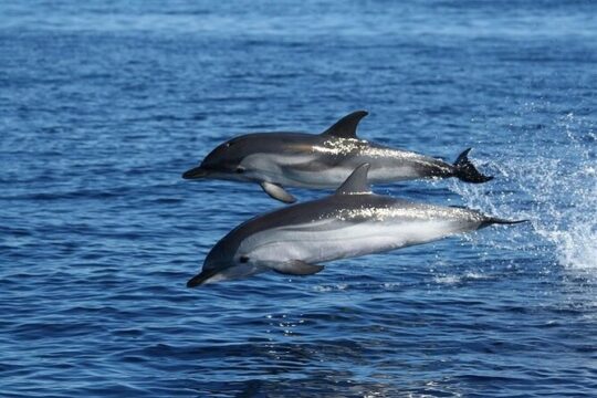 Dolphin Watching Boat Excursion to Figarolo Island from Olbia