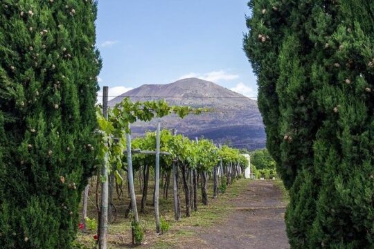 Organic Wine Tasting & Lunch on Vesuvius with Transfer from Naples