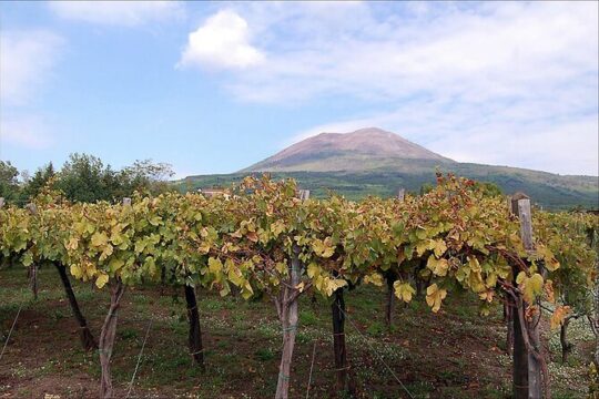 Pompeii and Vesuvius Crater with SkipTheLine and Lunch from Rome