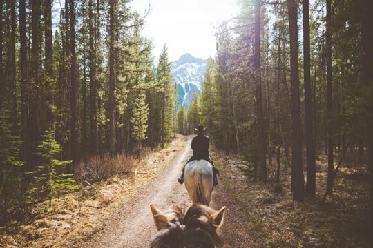Buffalo Loop 1-Hour Horseback Trail Ride in Kananaskis