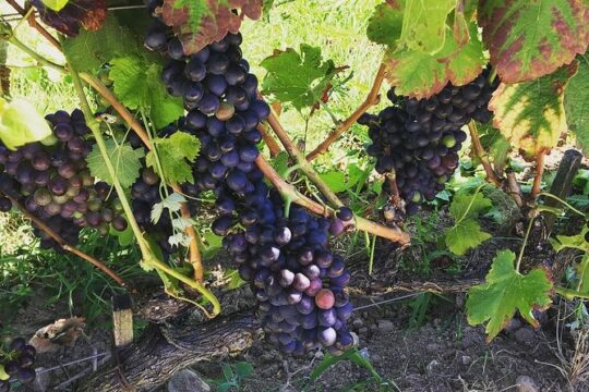Northern Rhône Valley Wine Half Day Tour from Lyon