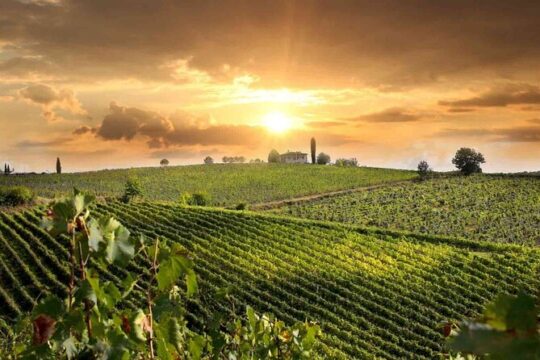 Wine Cheese and EVO Oil Tastings Southern Tuscany Fullday from Rome