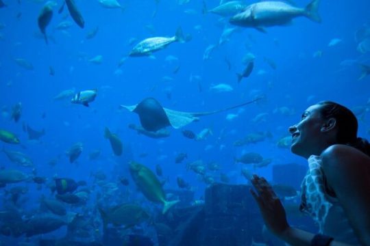 Barcelona City Tour Hop-On Hop-Off and Aquarium