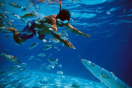Snorkel In Cozumel! With Round Transportation from Cancun & Playa Del Carmen