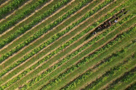 Bardolino: vineyard tour, wine, oil and food tasting