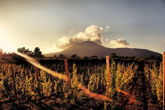 Pompeii and wine tasting on the slopes of Vesuvius from Naples