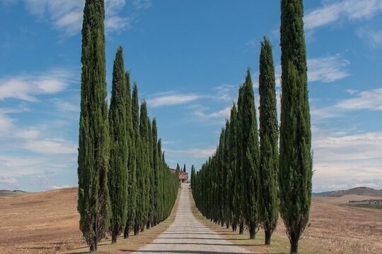 From Rome: Private Day-Tour of Tuscany