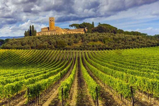 Truffle and Wine Sommelier Vip Experience in Tuscany from Florence