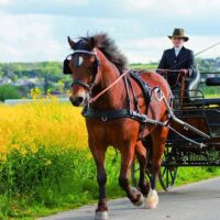 Horse Carriage Rides