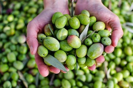 Olive Oil tasting breakfast & Tour in Cordoba