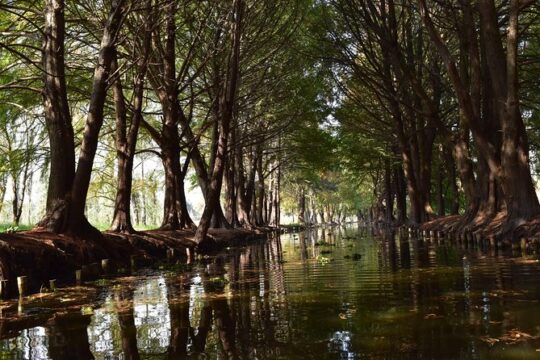 Xochimilco & Coyoacán Private Tour