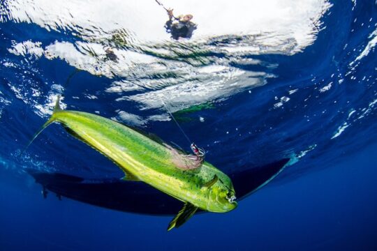 Full Day 9 Hour Offshore Fishing Charter