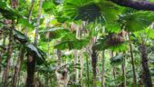 Cape Tribulation and Daintee Forest Tour
