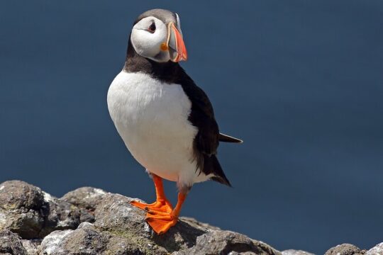 North East Coastal Trail Small Group Day Tour from Aberdeen