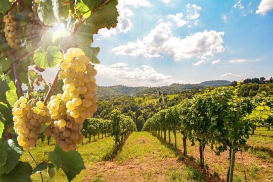 Private Wine Tour in the Tuscan Countryside from Florence