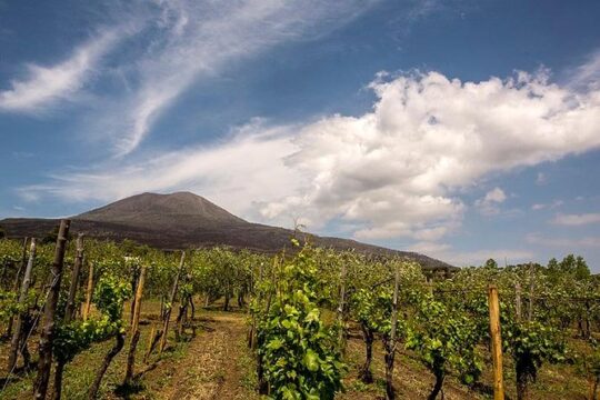 Mount Vesuvio Organic Wine Tasting & Lunch with Transfer from Sorrento Peninsula