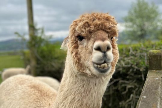 Highland Cows, Walk Alpacas & Scottish Wildlife Center from Edin