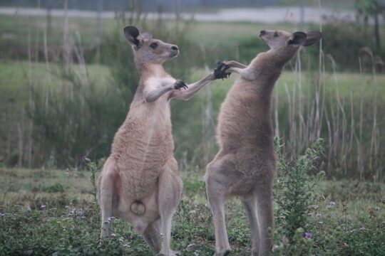 Kangaroo Watching & Koala Spotting Private Tour