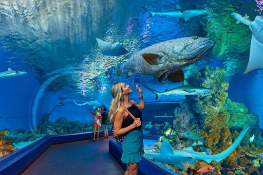Cairns Aquarium and small group City Sightseeing Tour