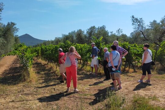Private wine tour - 2 beautiful wineries and lunch in the heart of Bolgheri