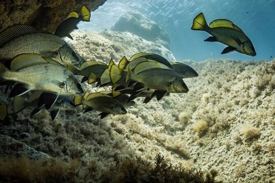 Package 8 double dives in the Capo Carbonara Marine Protected Area