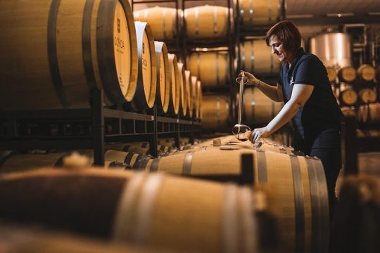 Olive oil and Navarre winery visit with tastings and lunch in small group tour