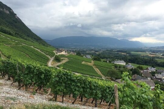 Private Experience of discovery of Savoie: Chambéry and Vineyard