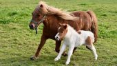 Informative and Lots of Ponies