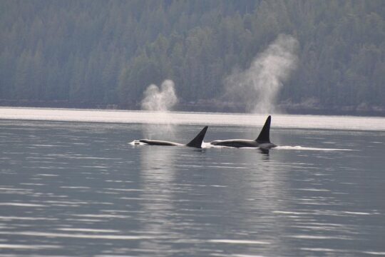 7-8 Hour Zodiac Whale Watching Tour