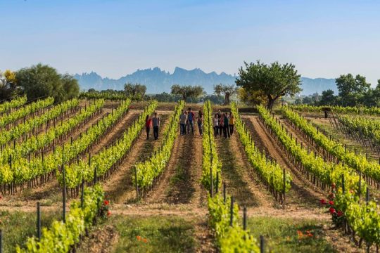 Winery Tour with Private Luxury Vehicle from Barcelona with Hotel pick up