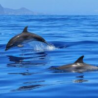 Dolphin & Whale Watching