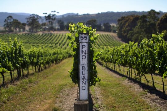 Yarra Valley Premium Tour inc Lunch and Cheese and Wine Pairing at De Bortoli