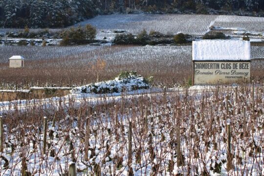 "Wine tasting tours in Burgundy"