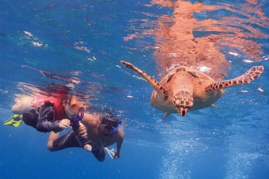 Experience Snorkeling The Under Water Museum and the Manchones Reef