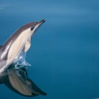 Cruises, Sailing & Water Tours