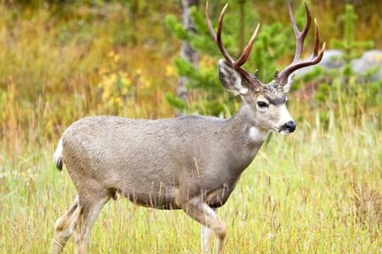 Banff Evening Ebike Wildlife Tour